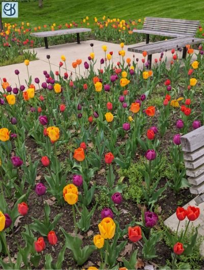 An early spring photoshoot of the flowers at Freimann Square in downtown Fort Wayne 1