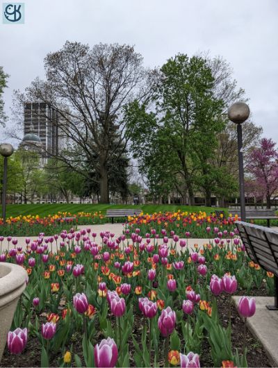 An early spring photoshoot of the flowers at Freimann Square in downtown Fort Wayne 2
