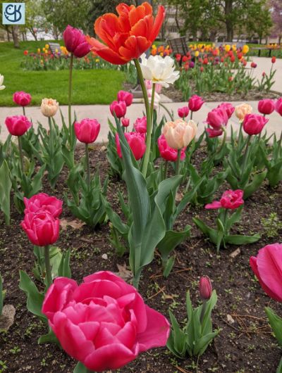 An early spring photoshoot of the flowers at Freimann Square in downtown Fort Wayne 3