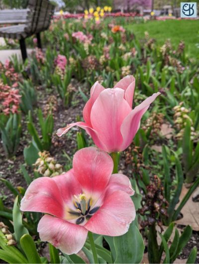 An early spring photoshoot of the flowers at Freimann Square in downtown Fort Wayne 5