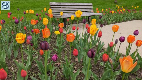 An early spring photoshoot of the flowers at Freimann Square in downtown Fort Wayne 6