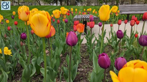 An early spring photoshoot of the flowers at Freimann Square in downtown Fort Wayne 7