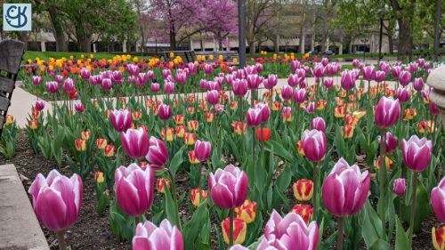 An early spring photoshoot of the flowers at Freimann Square in downtown Fort Wayne 9