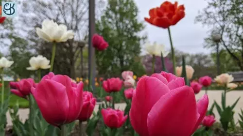 An early spring photoshoot of the flowers at Freimann Square in downtown Fort Wayne 14