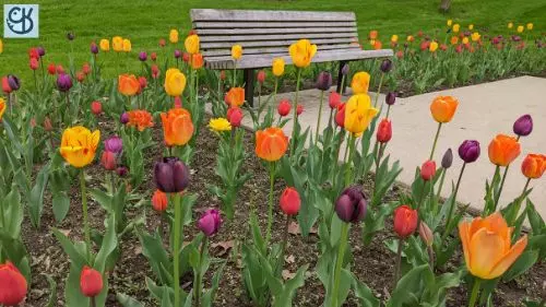 An early spring photoshoot of the flowers at Freimann Square in downtown Fort Wayne 6